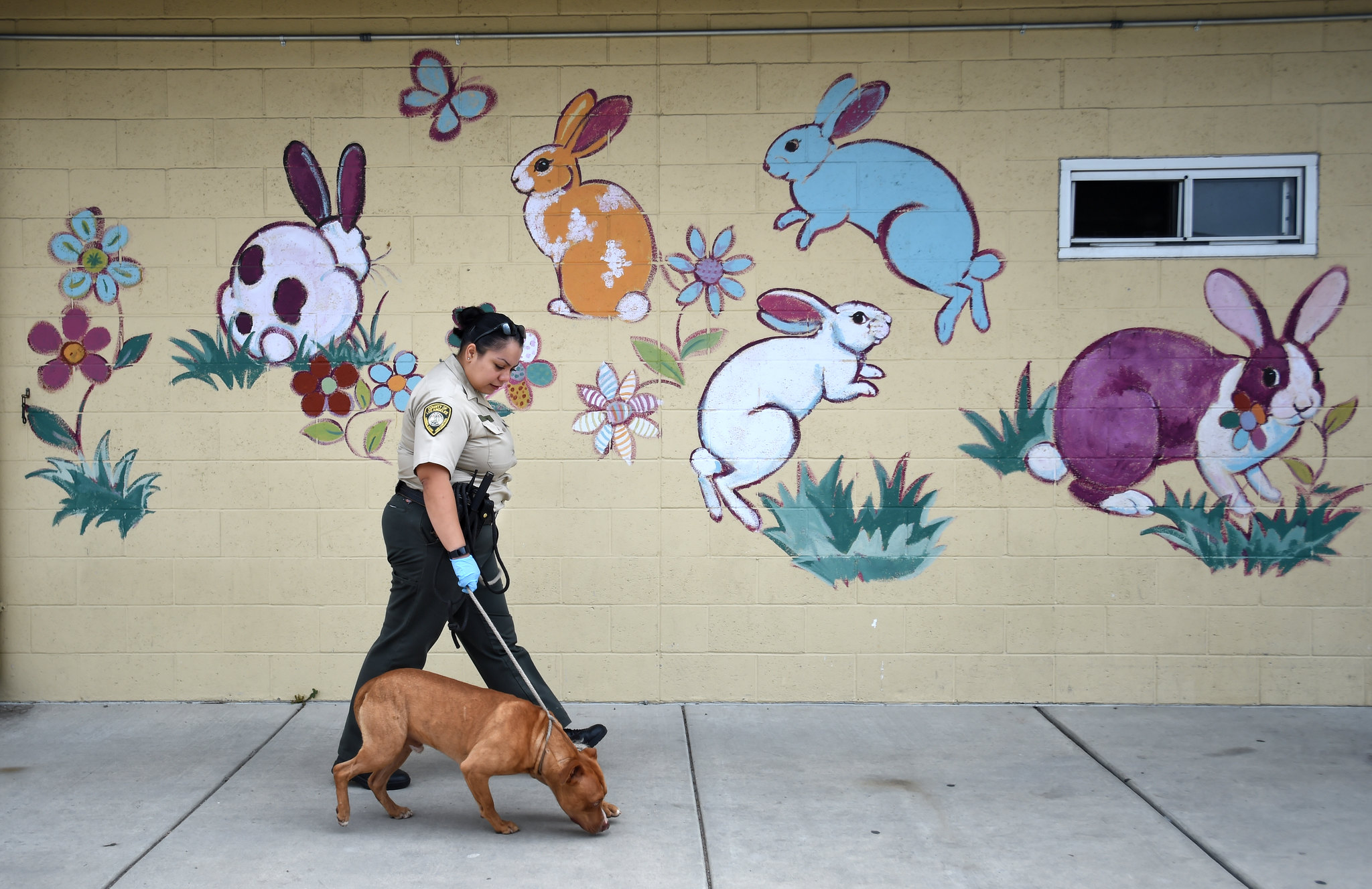 Animal Care staff walks a dog at one of their facilities.