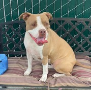 A brown and white pitbull sits on a dog bed.