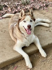 A white and grey husky lounges on a pathway.