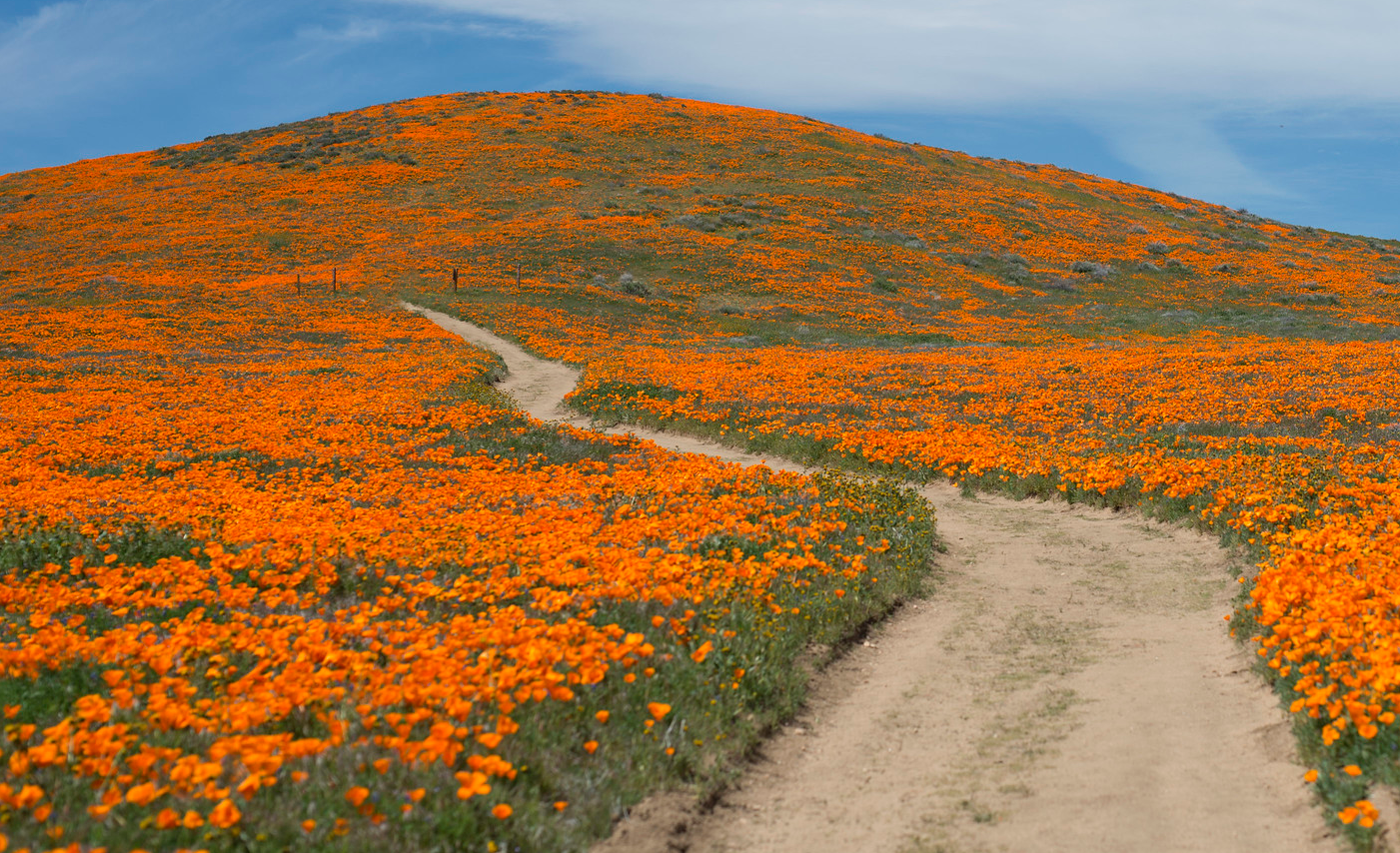 A dirt path is carved through a field of Poppies in the Antelope Valley.