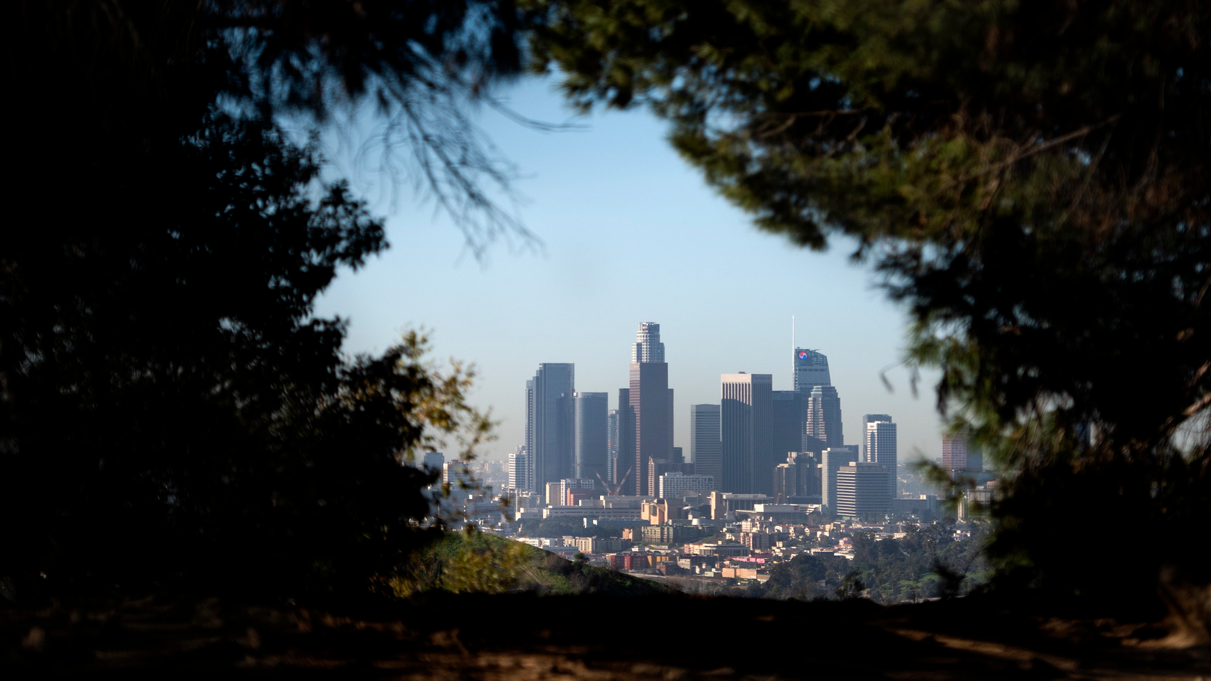 Downtown Los Angeles is seen through the trees.