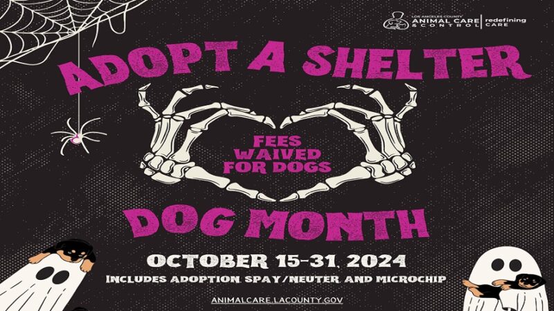 Adopt a Shelter Dog Month flyer with spider, spider web, two ghosts and two skeleton hands making a heart shape