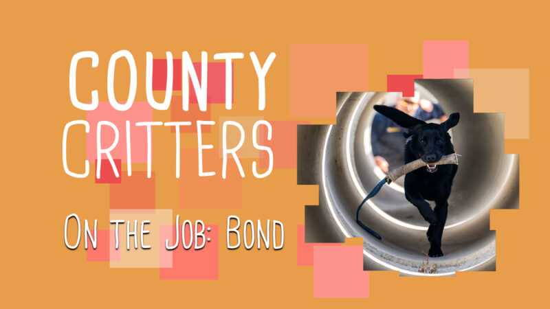 County Critters on the Job: Bond. Features text against an orange backdrop with an image of a black lab dog running towards the camera.