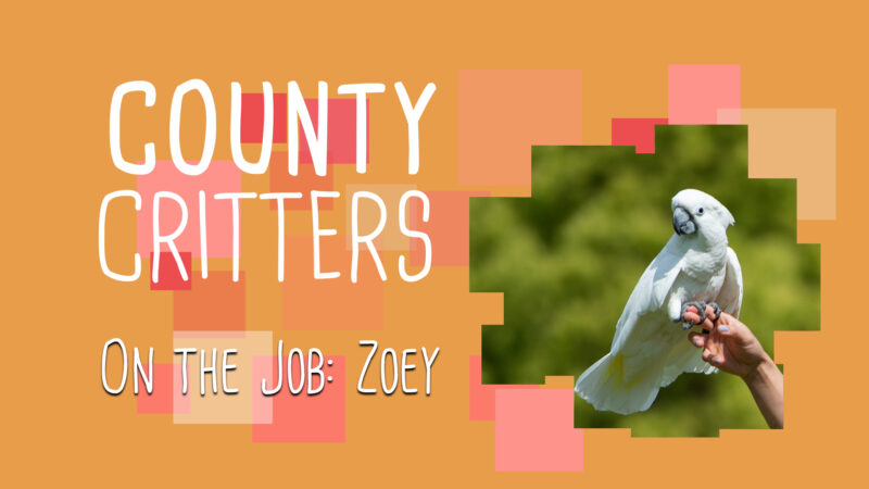 County Critters on the Job: Zoey. Text against an orange backdrop with a picture of a cockatiel bird held up by a person's arm.