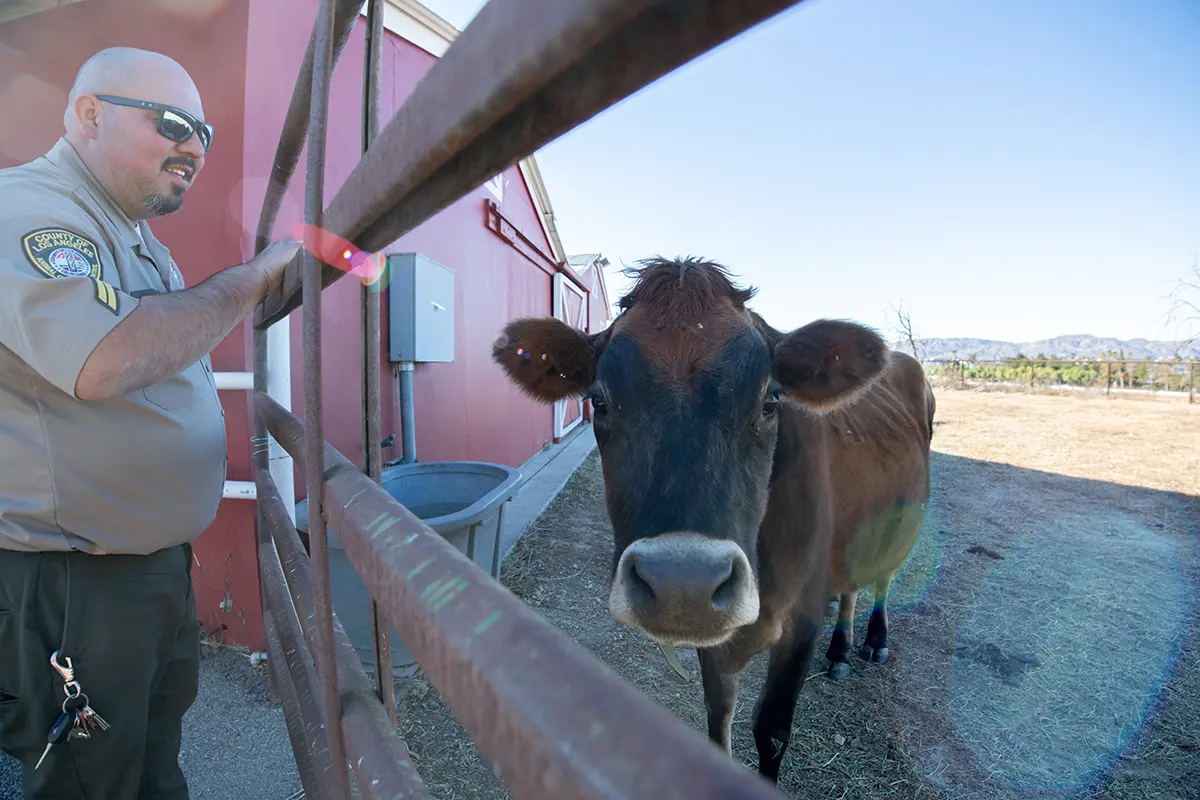 Animal Control officer at a farm checking on a cow