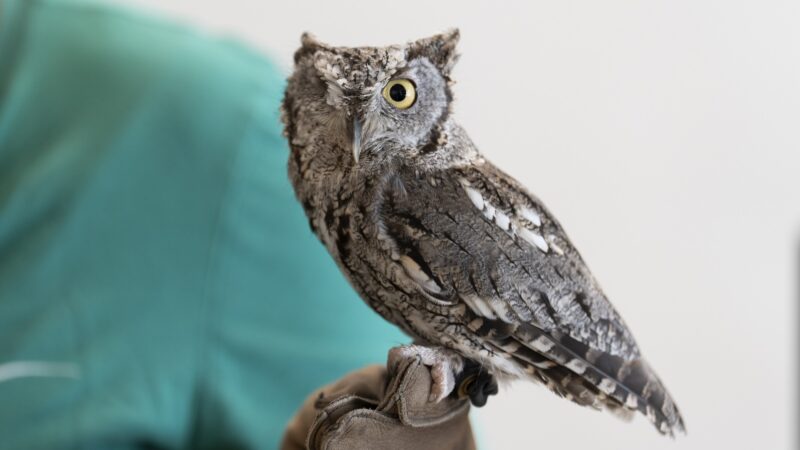 Owl with one eye standing on a person wearing gloves hands