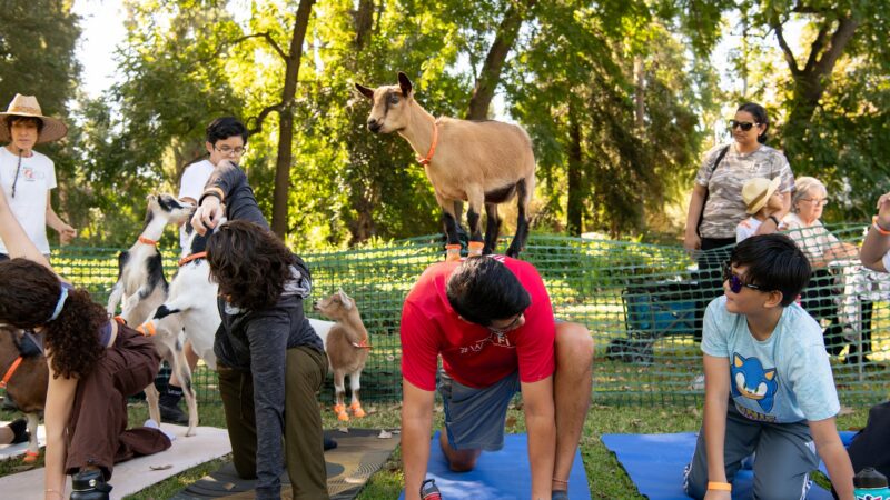 Goat on top of man's back as he has one knee down and another one bent on a mat next to other people