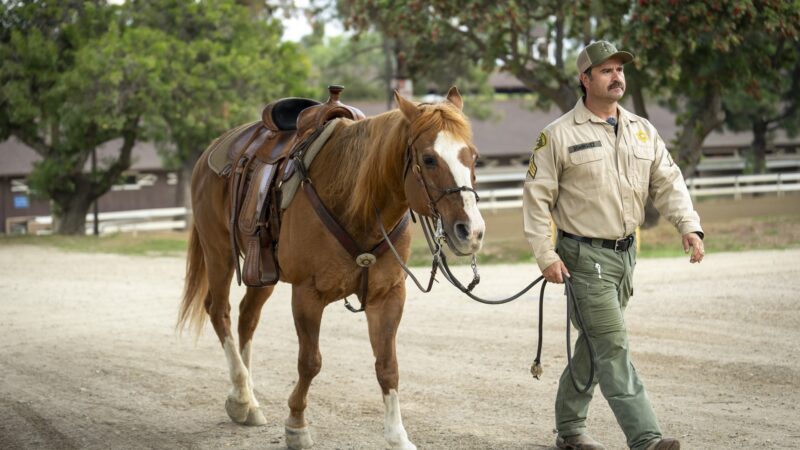Male Sheriff deputy holding leash and walking next to horse