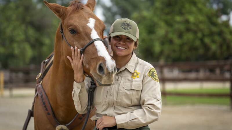 Female Sheriff deputy with long sleeve uniform and hat is standing next to American Quarter horse