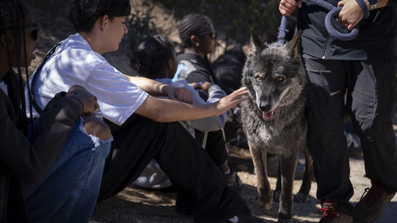 Students sitting down as wolf with leash held by man walking next to it